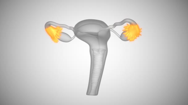 Ženský reprodukční systém struktura