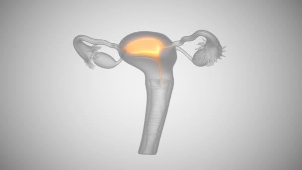 Менструальный цикл у женщин — стоковое видео
