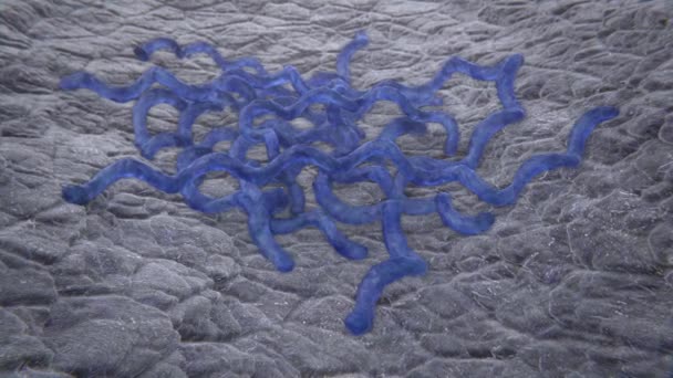 Colonia de bacterias: Sífilis — Vídeo de stock