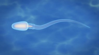 Sperm hücresi yakın çekim yüzen