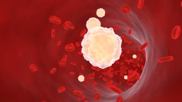 Blood Cells in the Vessel — Stock Video