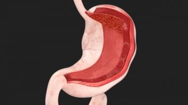 Sindirim sırasında İnsan Mide Hareketleri