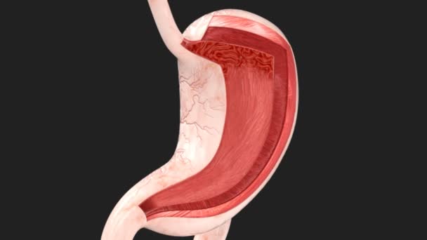 İnsan Mide Anatomisi - Katman ve Yapı — Stok video