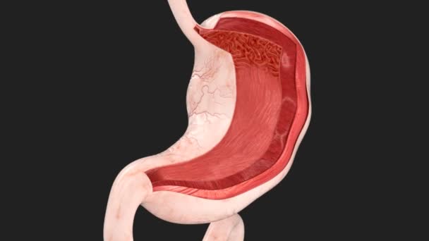 Przemieszczanie się żołądka podczas trawienia — Wideo stockowe