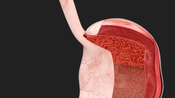 Анатомія шлунка людини - ковтання і травлення — стокове відео
