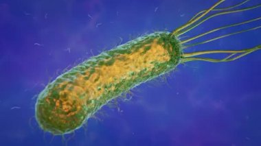 Helicobacter Pylori - Mide Bulaştırıcı Bakteri