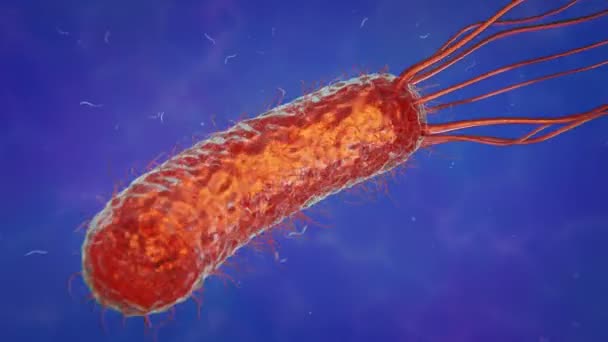 Helicobacter Pylori - Batteri infettanti lo stomaco — Video Stock