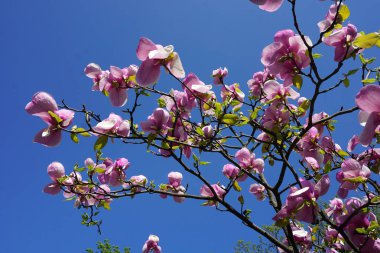 Magnolias on the branches in the garden