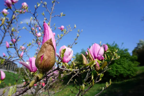 Magnolias Branches Garden — Stockfoto