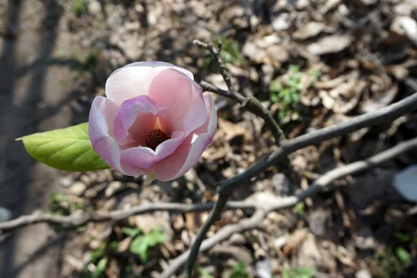 Magnolias Branches Garden — Stockfoto