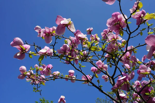 Magnolias Branches Garden — Stockfoto