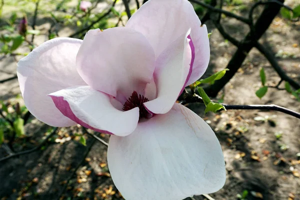Magnolias Branches Garden — Stockfoto