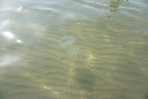 Glare Sun Sea Jellyfish — Stock Photo, Image