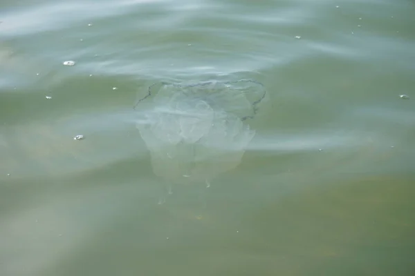 Deslumbramiento Del Sol Mar Con Medusas — Foto de Stock