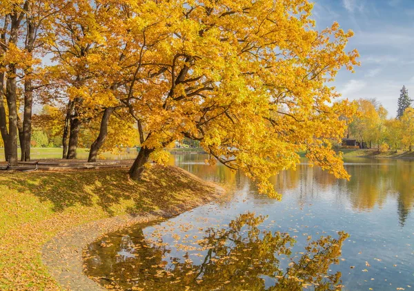 Zlatý Dub Jezeře Podzimním Parku — Stock fotografie