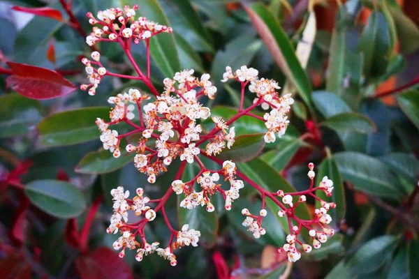 Beautiful Colorful Flowers Sprouting Buds Spring — Stock Photo, Image