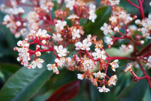 Beautiful vibrant colorful flowers in springtime — Stock Image Beautiful Vibrant Colorful Flowers Springtime Stock Photo