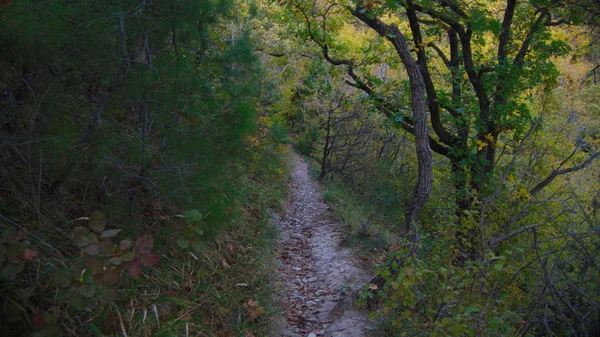 Trilha Florestal Outono Sombras Árvores Parecem Indicar Caminho Verde Novorossiysk — Fotografia de Stock