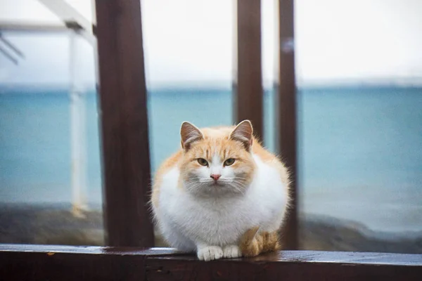 빨간 고양이 노숙자, 배경-해변 로열티 프리 스톡 사진