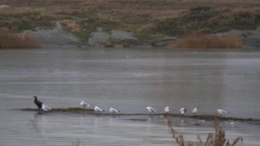 evsiz kırmızı kedi, arka plan - plaj