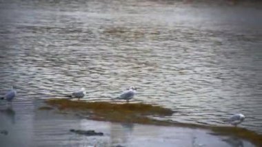 Sahilde, park arka plan 2 seaguls