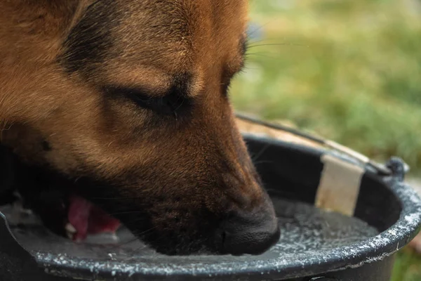 dog German shepherd trying to drink ice, frozen in a bucket.