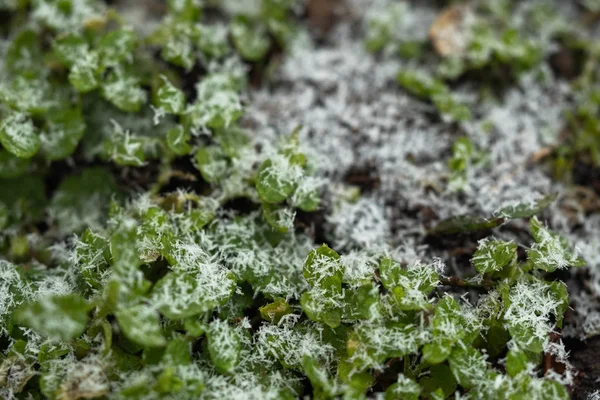 Grama verde e a primeira neve. Close-up. Textura de fundo — Fotografia de Stock