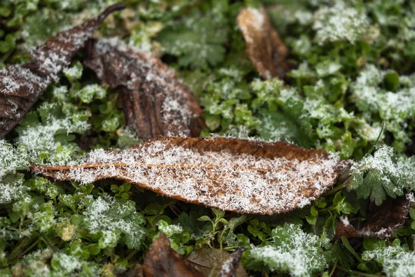 Grama verde e a primeira neve. Close-up. Textura de fundo — Fotografia de Stock