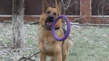 Oyuncak kauçuk çörek ile oynayan Alman çoban köpek ilk kar, kış başlangıcı sırasında bir ağaca bağladım