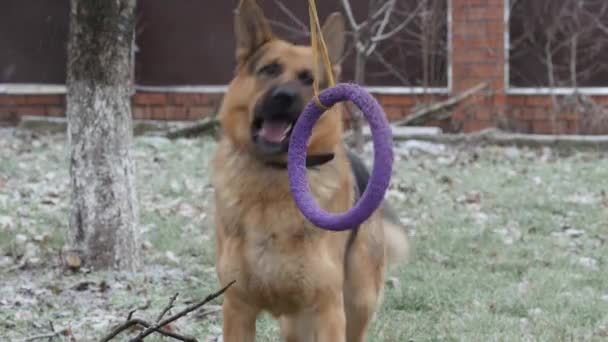German shepherd dog playing with a toy rubber bagel tied to a tree during the first snow, the beginning of winter — Stock Video