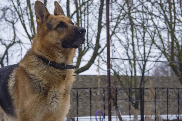 Triste chien de berger allemand regardant le ciel pendant la première neige, le début de l'hiver — Photo