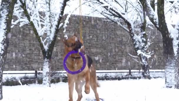 Schäferhund spielt mit einem Spielzeug-Gummibagel, der bei Schneefall an einen Baum gebunden ist — Stockvideo