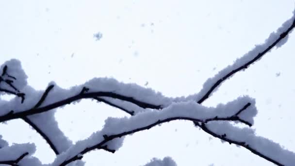 Снег падает на ветви деревьев без листьев. зимний рождественский сезон — стоковое видео