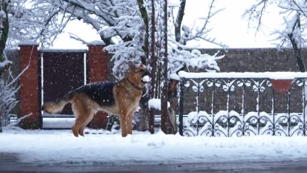 Duitse herdershond speelt met een toy rubberen bal tijdens de zware sneeuw, het begin van de winter — Stockvideo