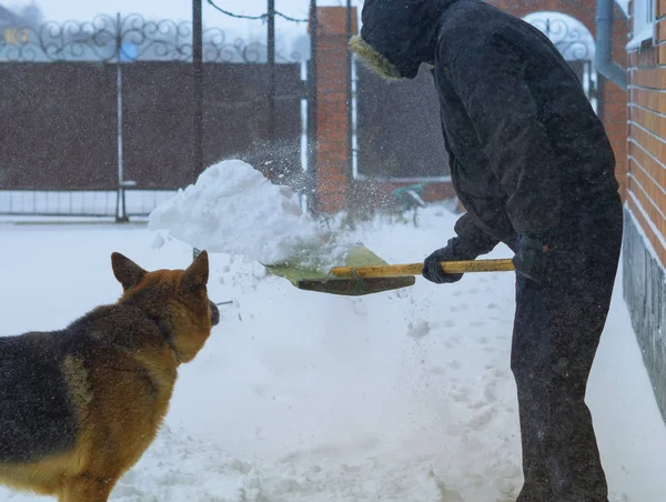 Pies pomaga właściciela do usunięcia śniegu w zimie. Ciężki śnieg, śnieg dacha czyszczenia. Człowiek w zimową kurtkę w kaptur z futerkiem — Zdjęcie stockowe