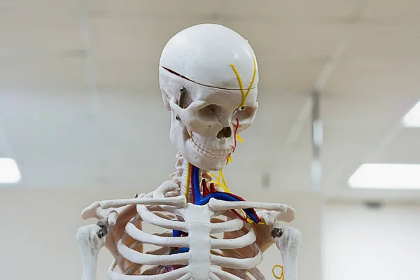 Skelet model in een medisch onderzoek kamer — Stockfoto