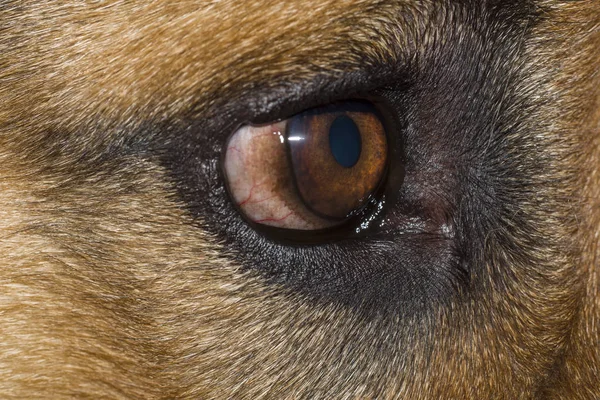 Närbild av en vacker hund öga Stockbild