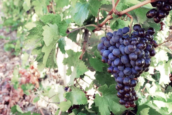 Sweet and tasty blue grape bunch — Stock Photo, Image