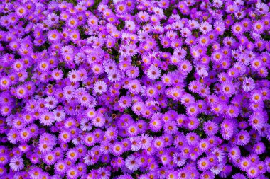 Küçük Bahçe Astra çiçekler. 