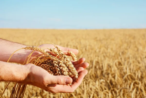 Man is holding a golden wheat Royalty Free Stock Images