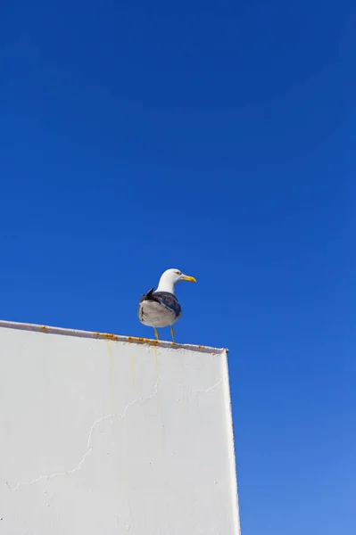 Gaivota Mar Dia Ensolarado Topo Telhado — Fotografia de Stock