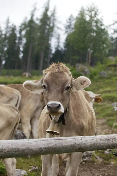 Vaca Com Cowbell Frente Câmera — Fotografia de Stock