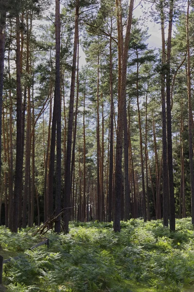 Trees Forest — Stock Photo, Image