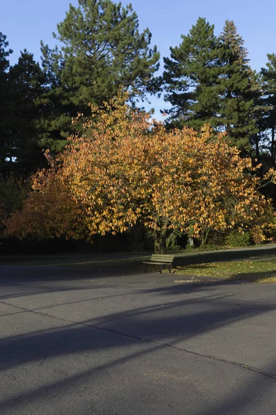 Municipal Park Tree Middle Place — Stock Photo, Image