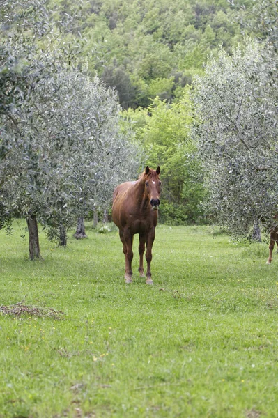 Cavalos Campo Livre Entre Oliveiras — Fotografia de Stock