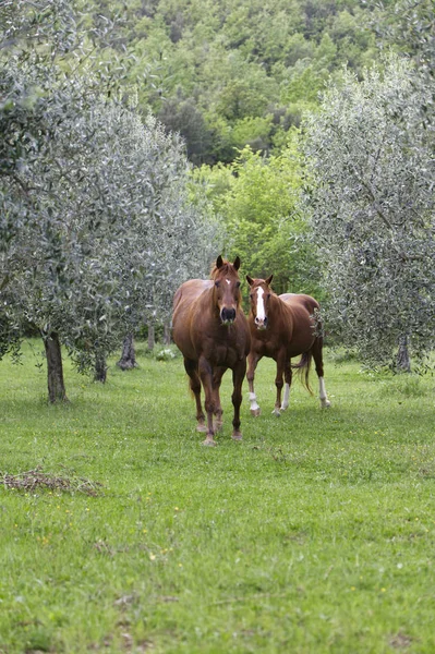 Cavalos Campo Livre Entre Oliveiras — Fotografia de Stock