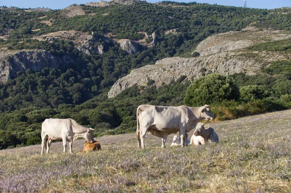 Vacas Touros Uma Fazenda — Fotografia de Stock