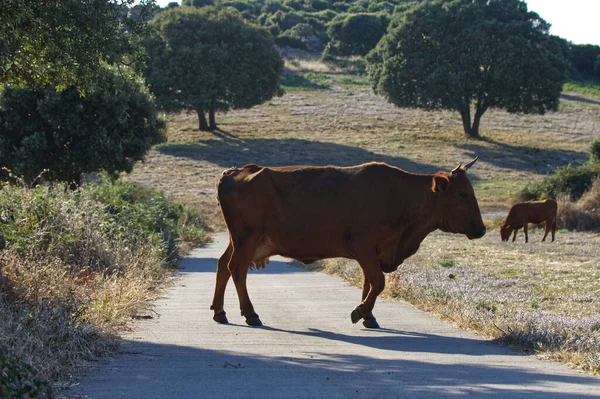 Vaca Uma Rua Entre Prados Nas Montanhas — Fotografia de Stock
