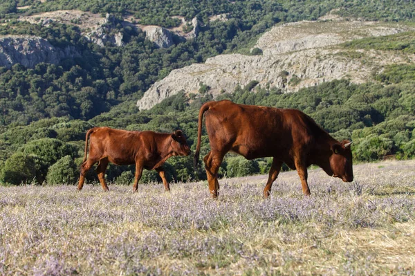 Touros Marrons Vacas Prado — Fotografia de Stock
