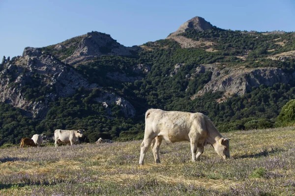 Kuh Und Stier Auf Einer Weide Den Bergen — Stockfoto
